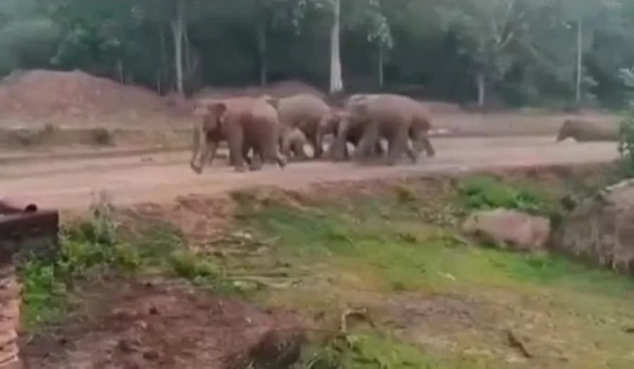 सरायकेला के बनडीह गांव में हाथी का आतंक: परिवार का घर टूटा, ग्रामीण भयभीत