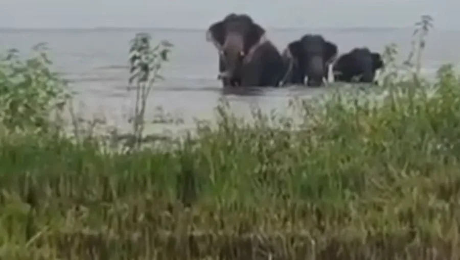 चांडिल डैम में हाथियों की अद्भुत जलक्रीड़ा ने बांधा सबका ध्यान, जनता हुई रोमांचित