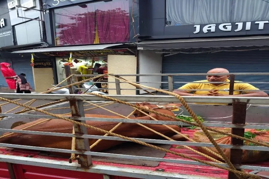 साकची सड़क हादसे में घायल गाय की जान बची, इलाज के बाद गोलोक धाम भेजा गया