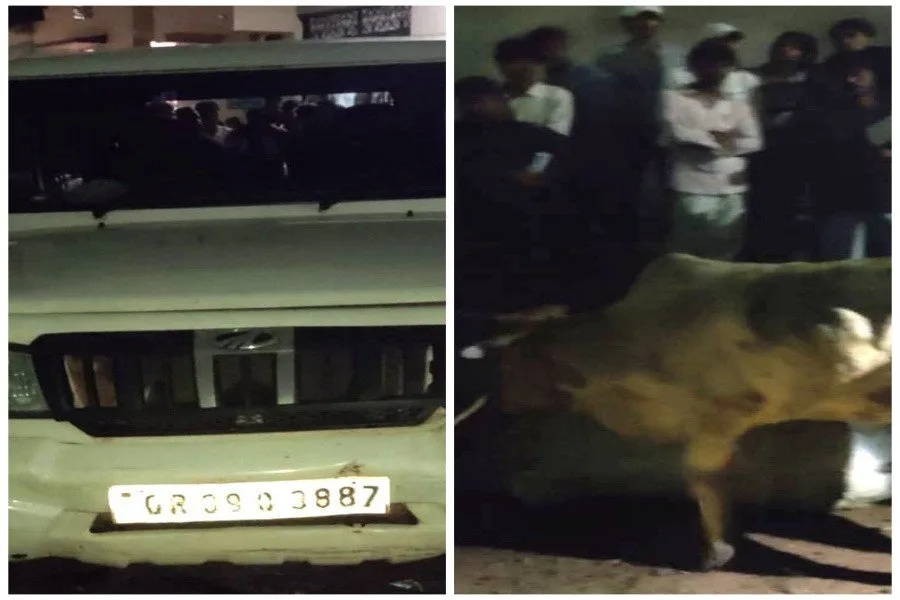 सरायकेला बोलेरो से तीन गाय बरामद, पुलिस के सामने चालक फरार